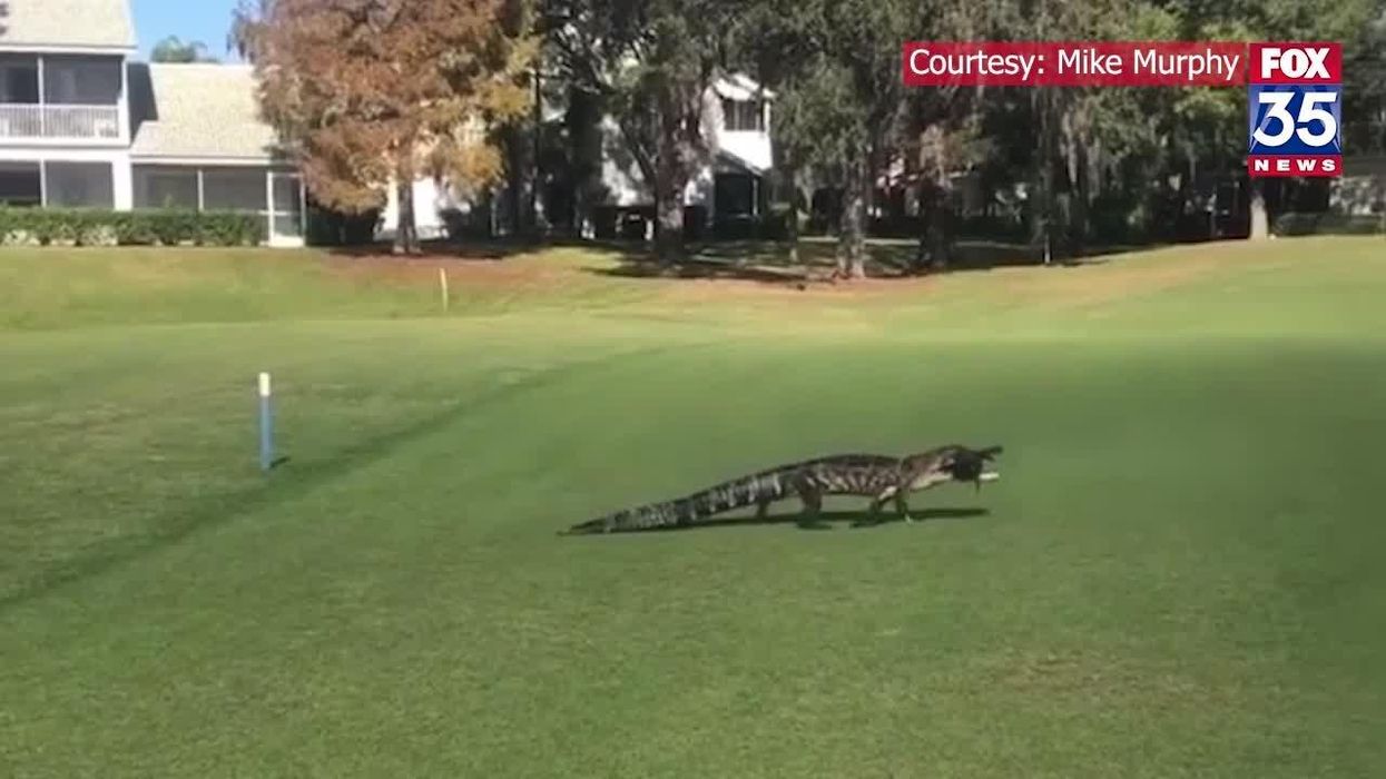 Gator spotted carrying fish in its mouth across Florida golf course