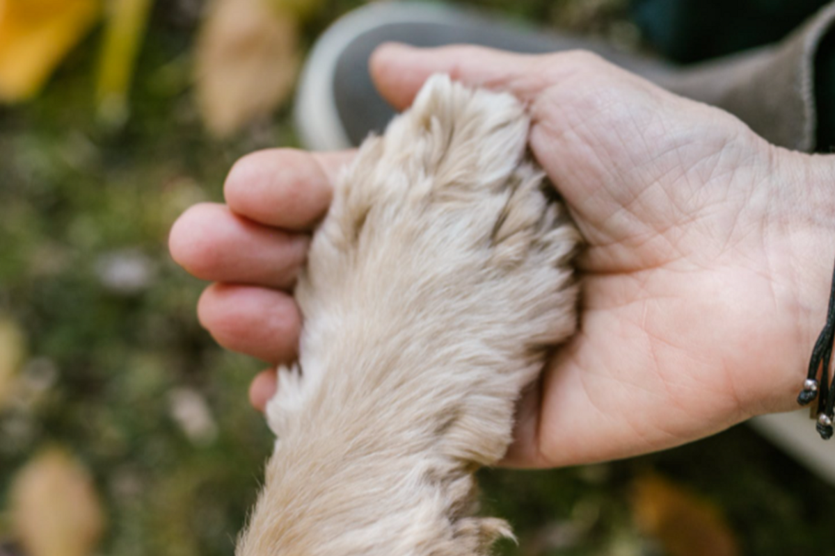 dogs, dog adoption, wonderful nurse