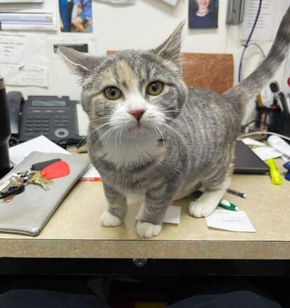 office cat