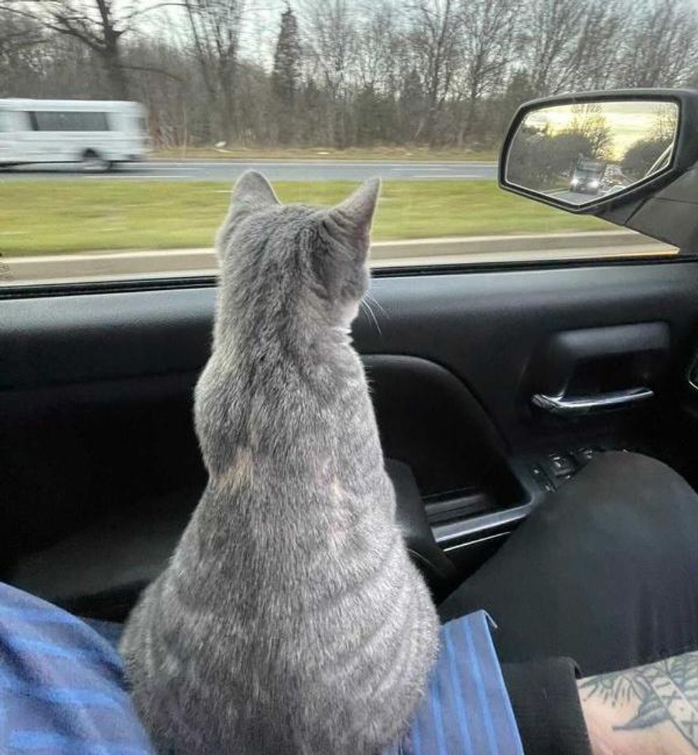 cat car ride