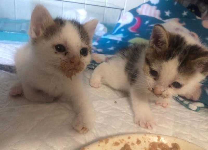 rescued kittens