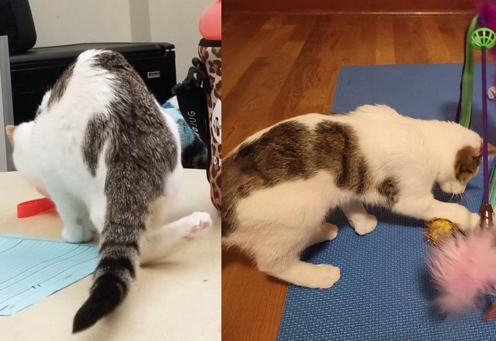 kitten transformation