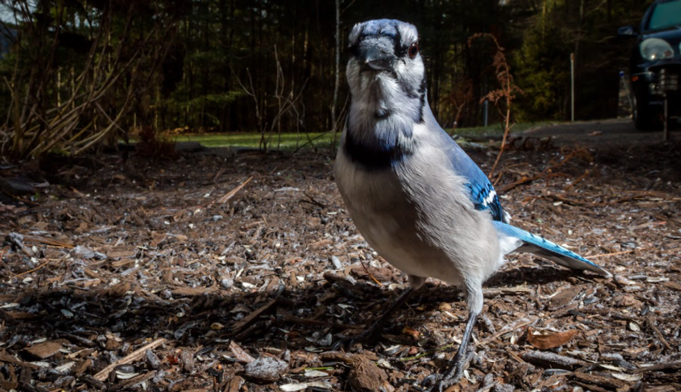 Conservancy CONNECTION: Bossy blue jays warn others of danger