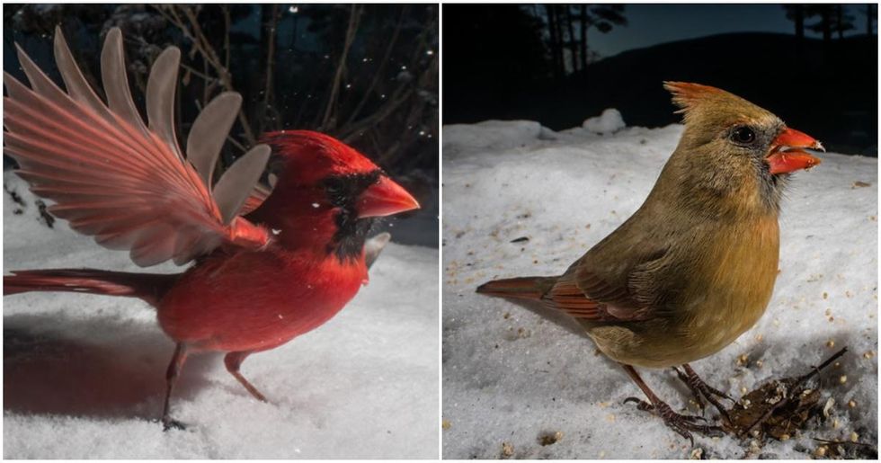 Half-male half-female northern cardinal with bizarre split plumage