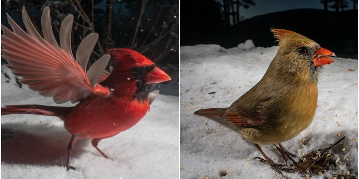 Incredible 'bird feeder' photos give a whole new perspective on our feathered friends