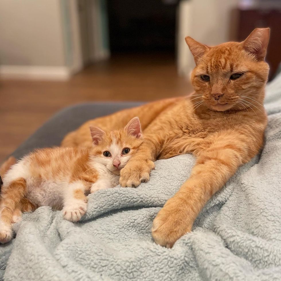 cat kitten cuddling