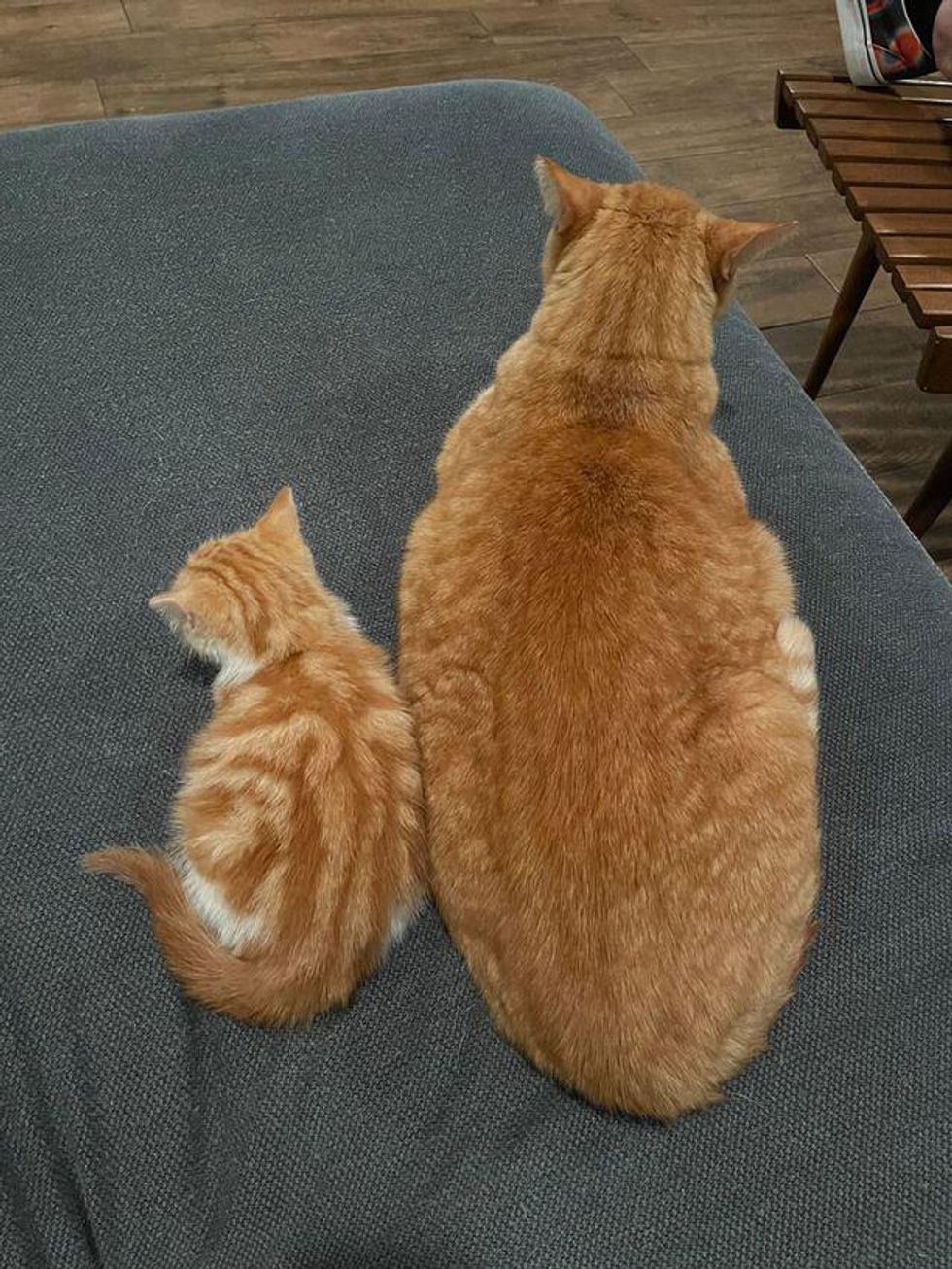 cat kitten loafing