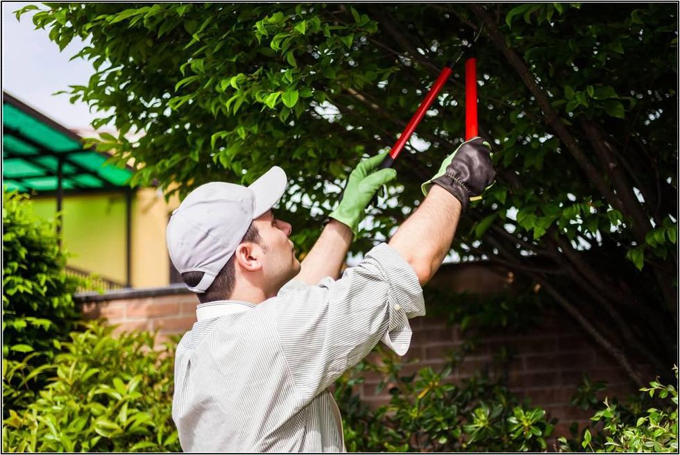 What Is the Cost of Tree Trimming?