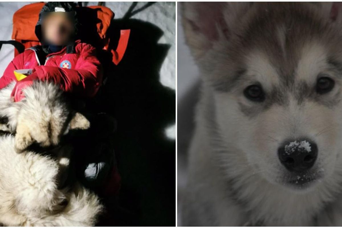 Grga Brkić, Alaskan malamute, dog stories, dog saves man's life
