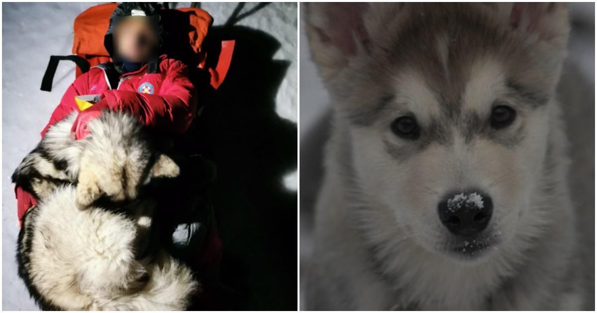 Grga Brkić, Alaskan malamute, dog stories, dog saves man's life