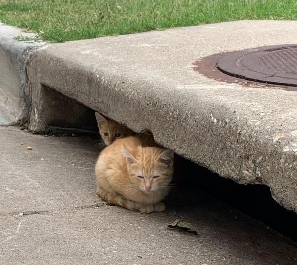 kittens storm drain