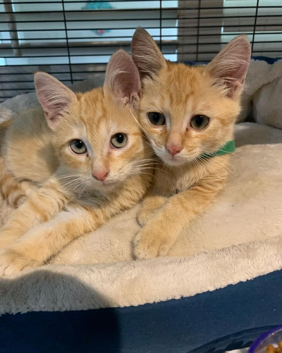 bonded kitten brothers