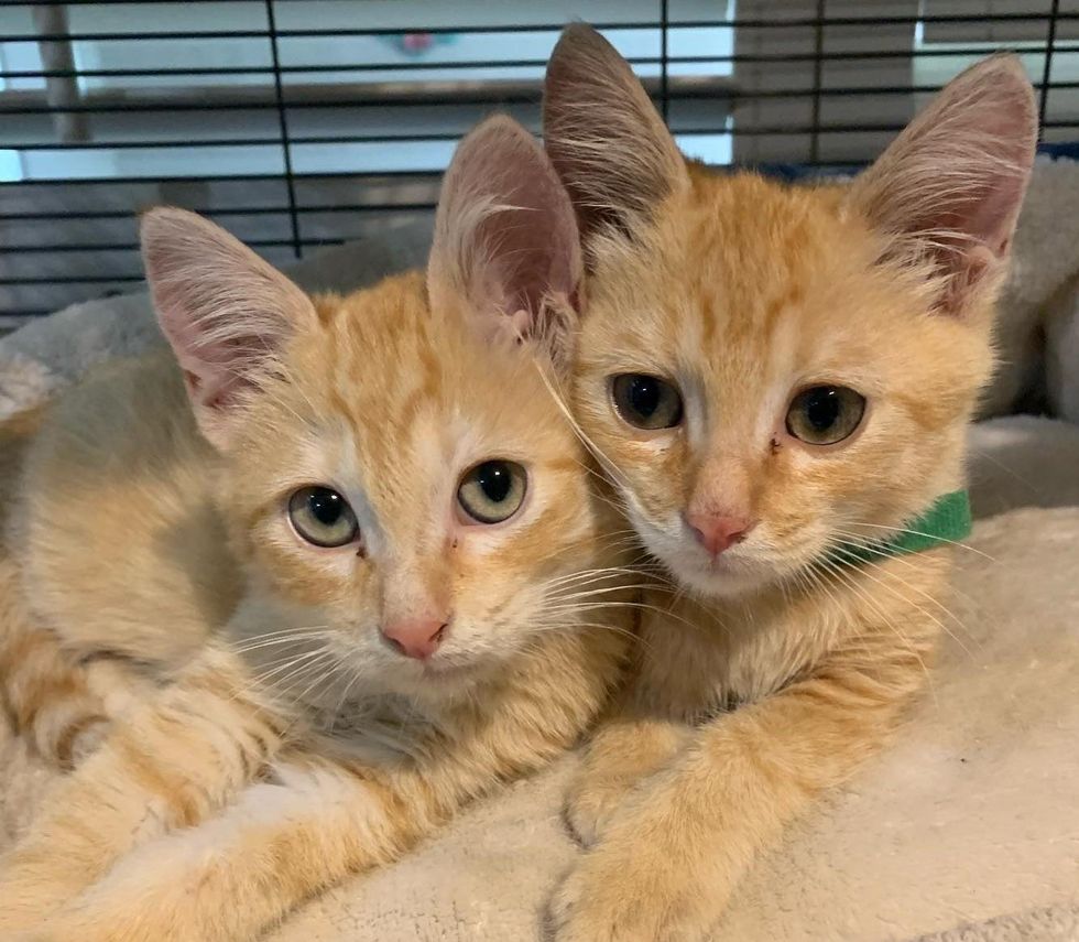 orange kitten brothers