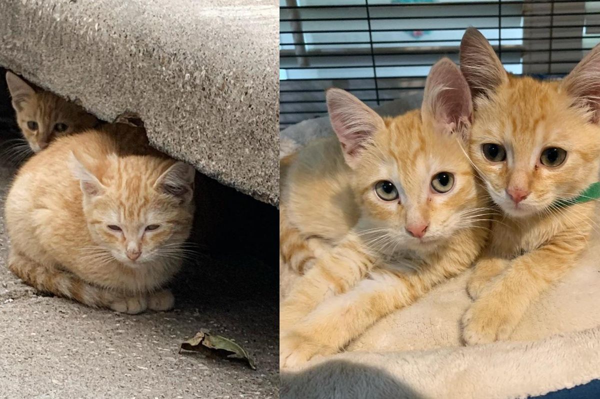 Kitten is Ready to Leave Storm Drain Life with His Brother and Emerges from Hiding One Day