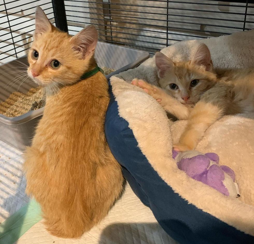 orange tabby kittens