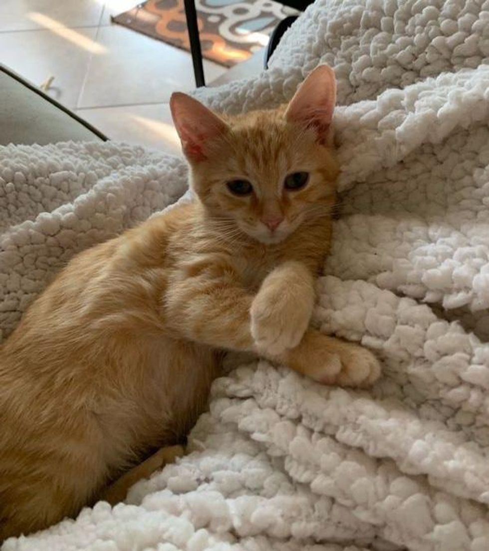 chaton roux sur une couverture