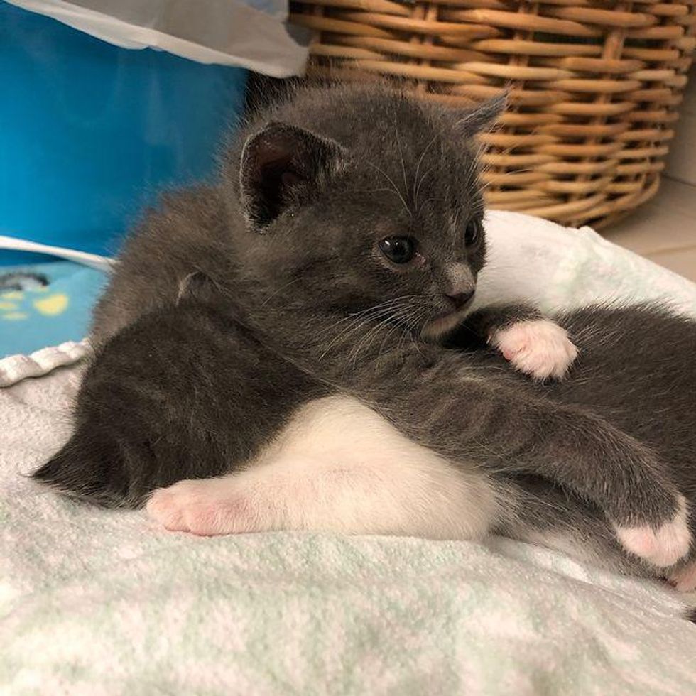 bonded kittens