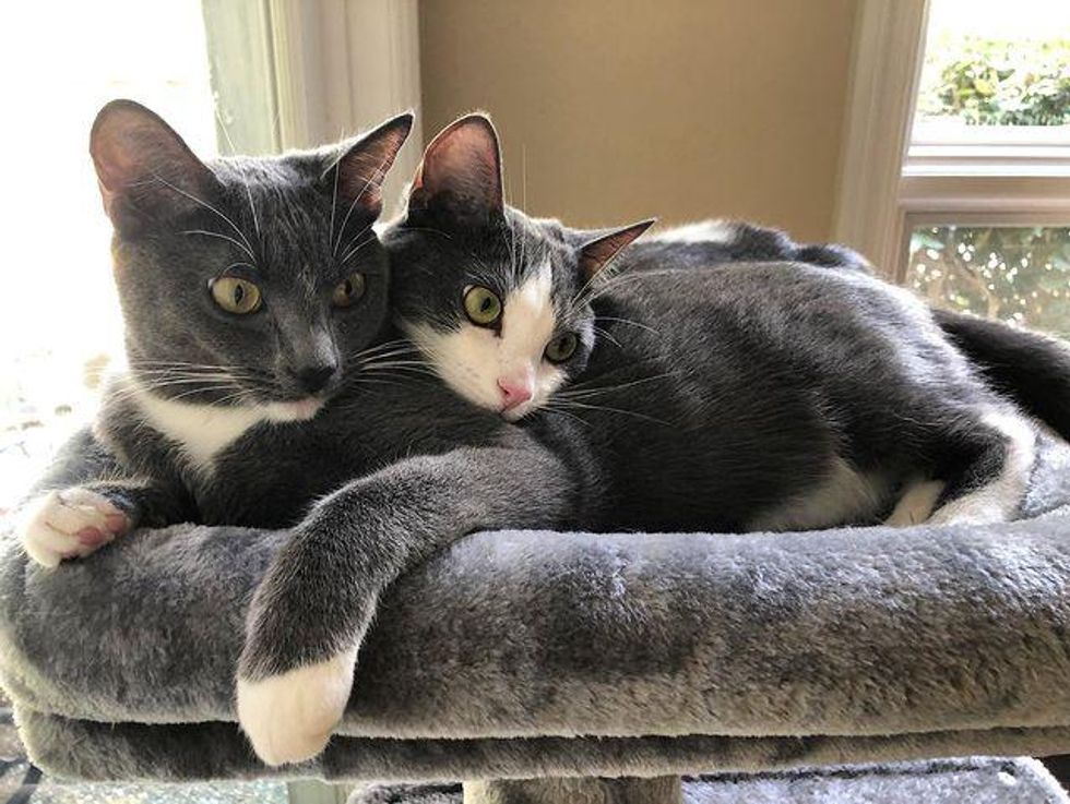 Man Accompanies Kitten Until She Feels Better, and Ensures Happily Ever ...