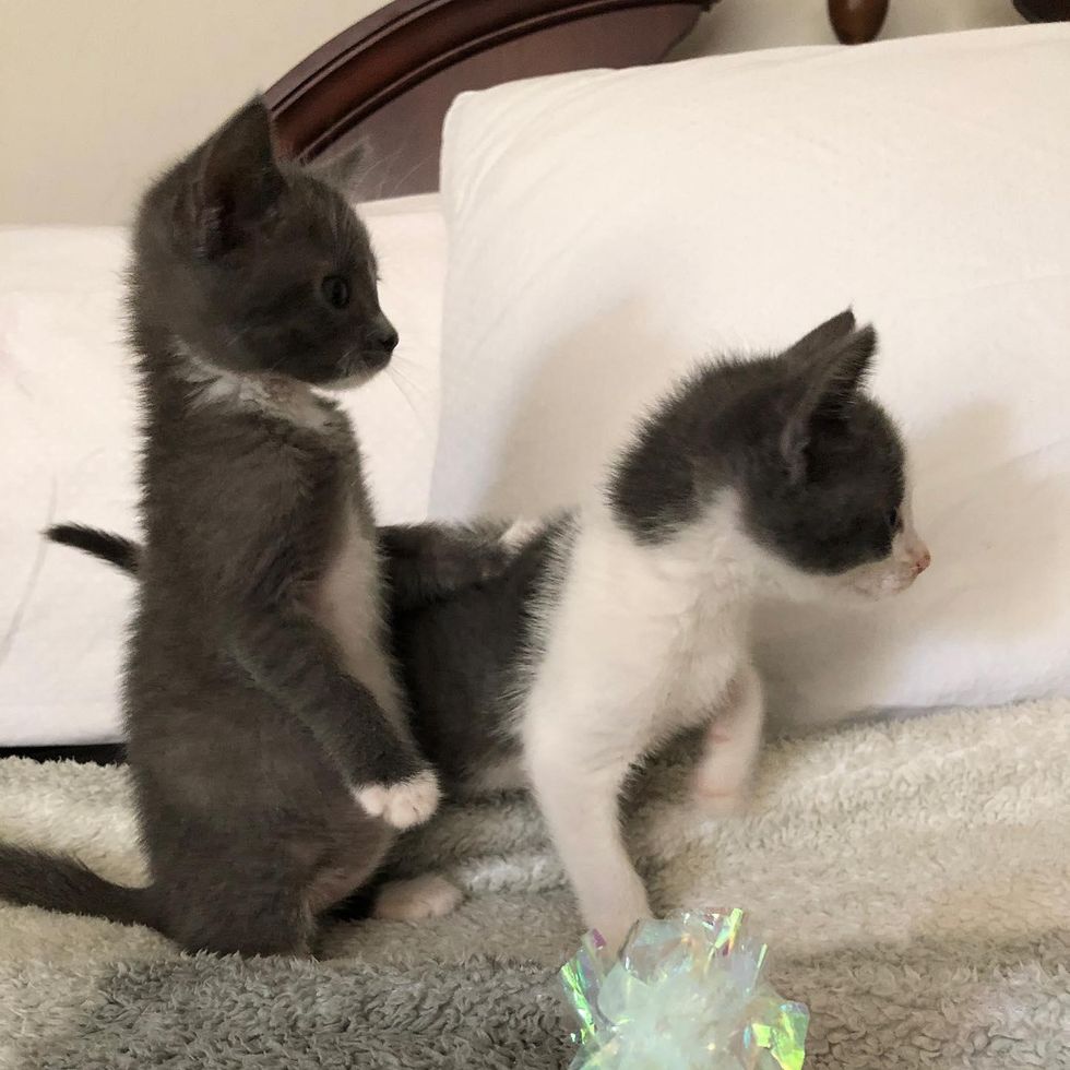 playful kittens