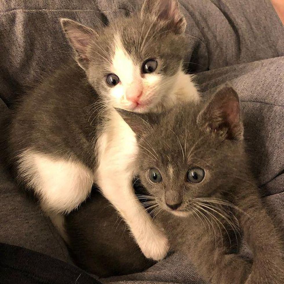 best friend kittens