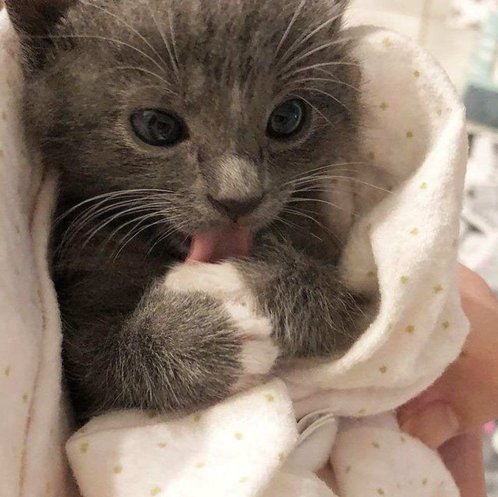 cute kitten tongue