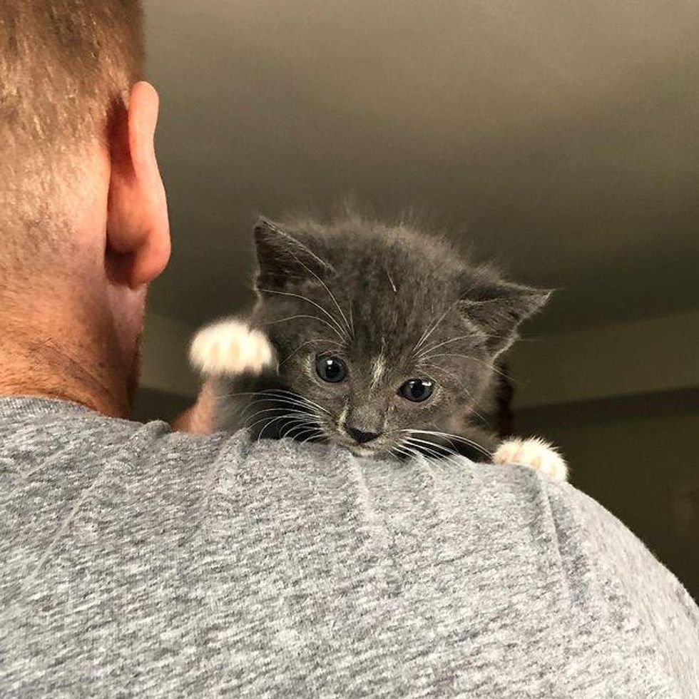 shoulder kitten