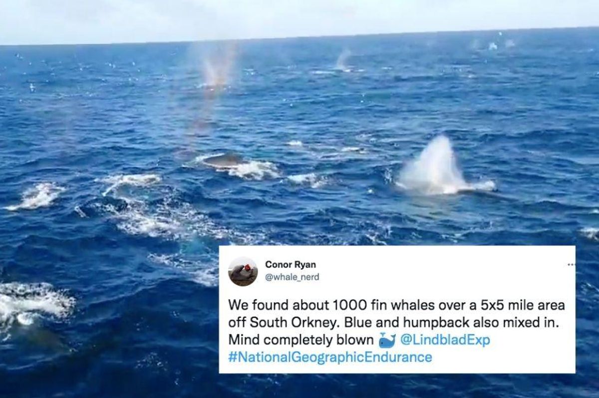 'Whale nerd' zoologist says 'mind completely blown' filming 1,000 fin whales in one spot