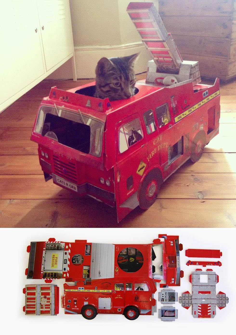 firetrucks, animal life, family pet