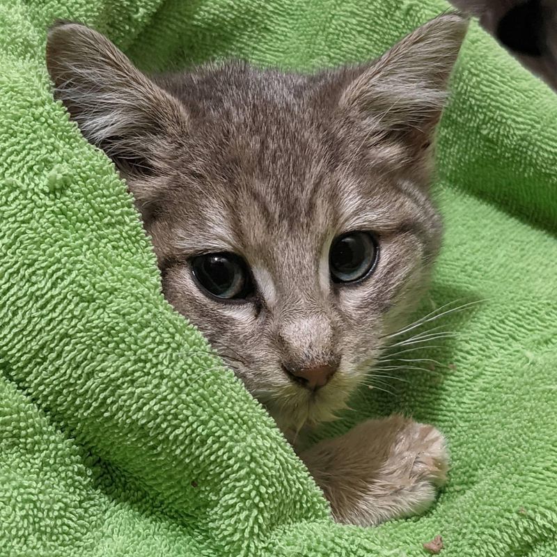 purrito kitten