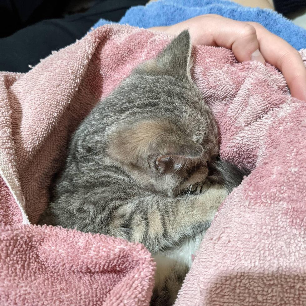 kitten stays warm
