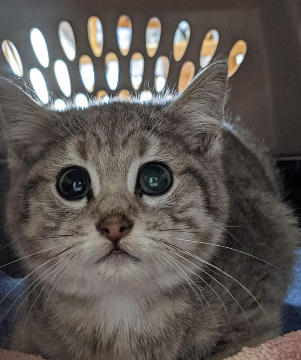 kitten big eyes