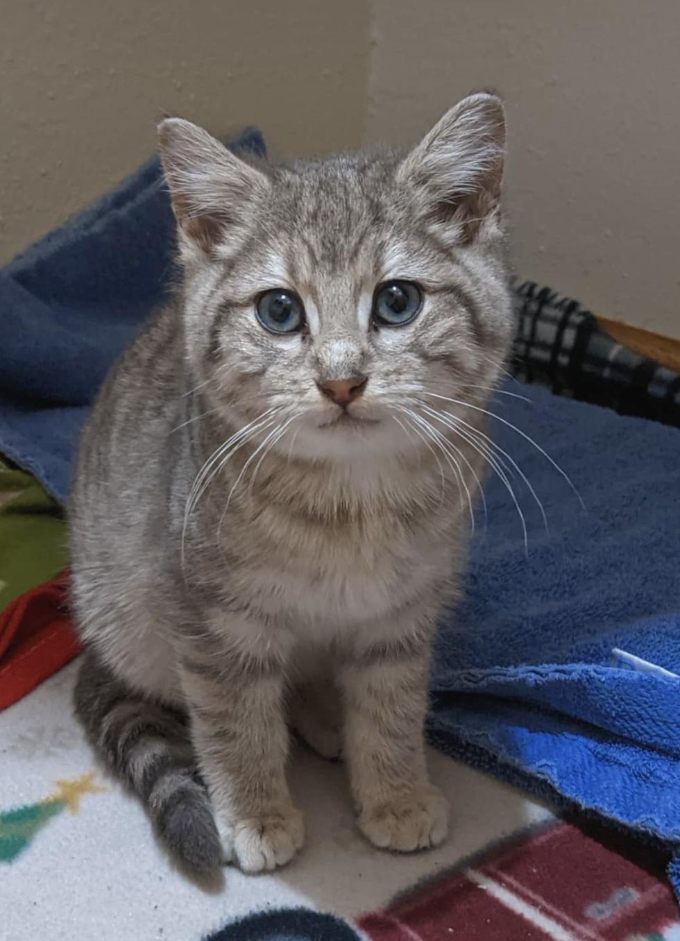 beautiful tabby kitten