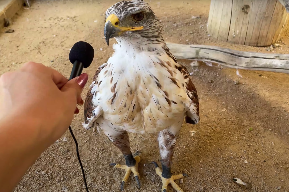 animals, animal videos, alveus, zoo to you, tiny mic