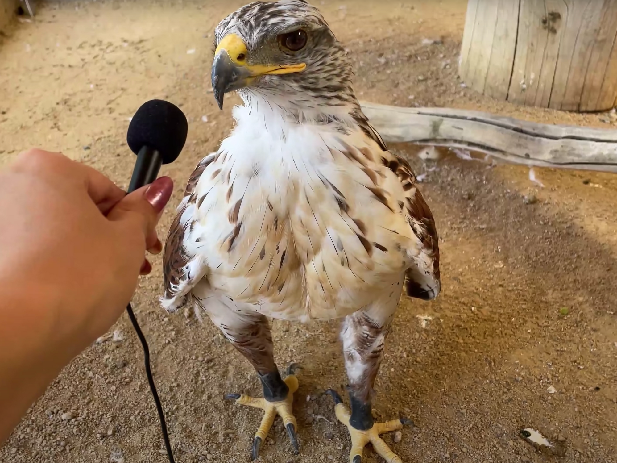 Anonymous TikTok Artist Rises to Fame – The Falconer