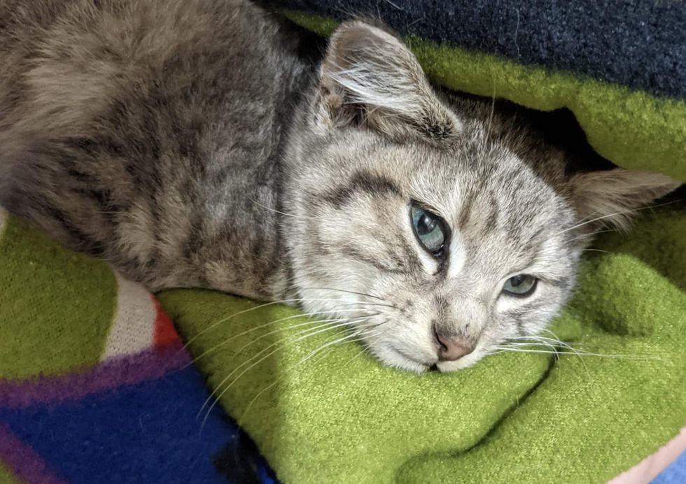 Kitten Found in the Cold at College, is So Happy to Be Warm and Decides ...