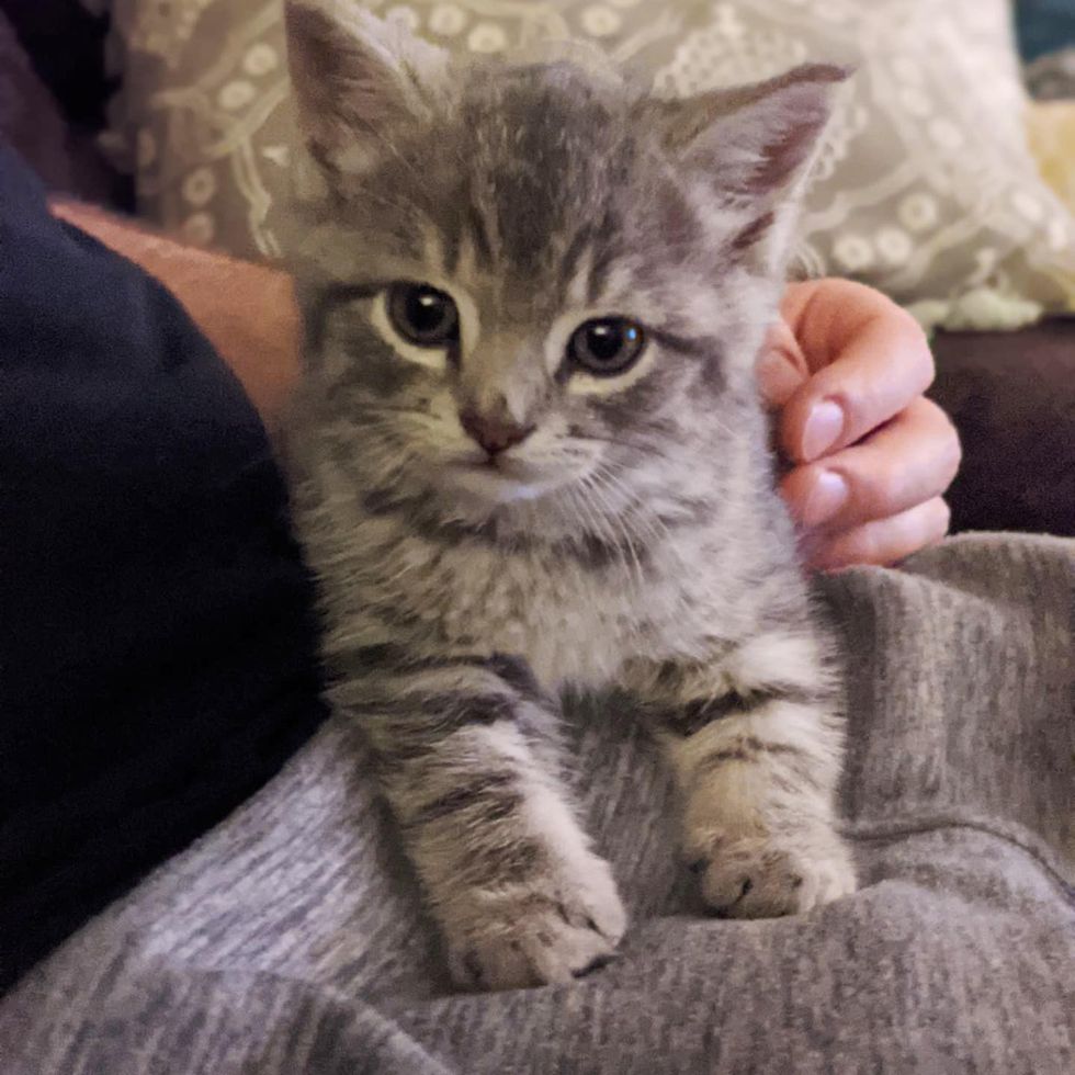 Kitten Sitting in the Middle of the Road 'Waiting' for the Right Person ...