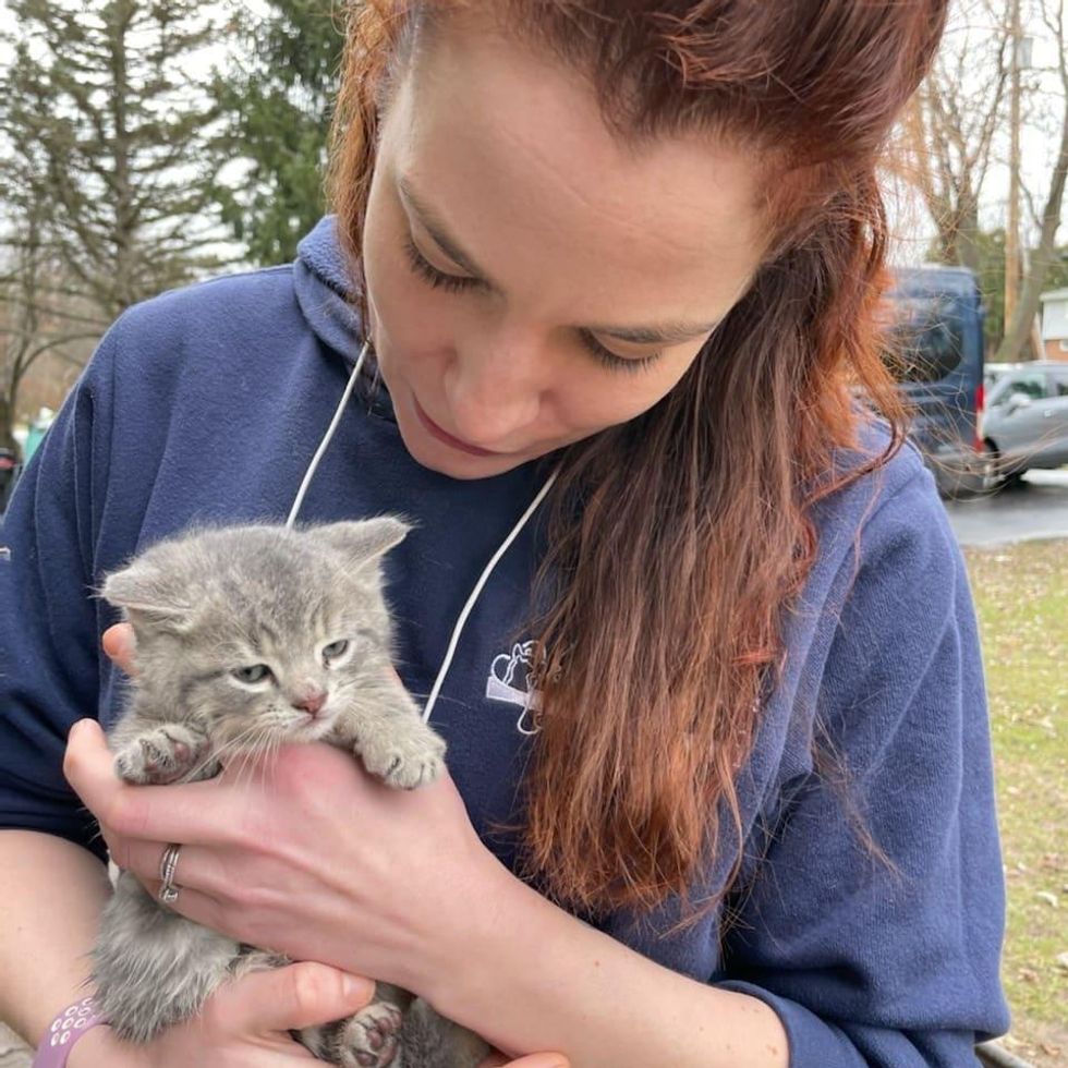 road kitten