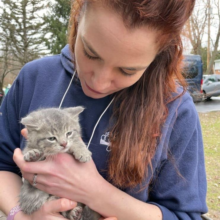 Kitten Sitting in the Middle of the Road 'Waiting' for the Right Person to  Come Scoop Him Up - Love Meow