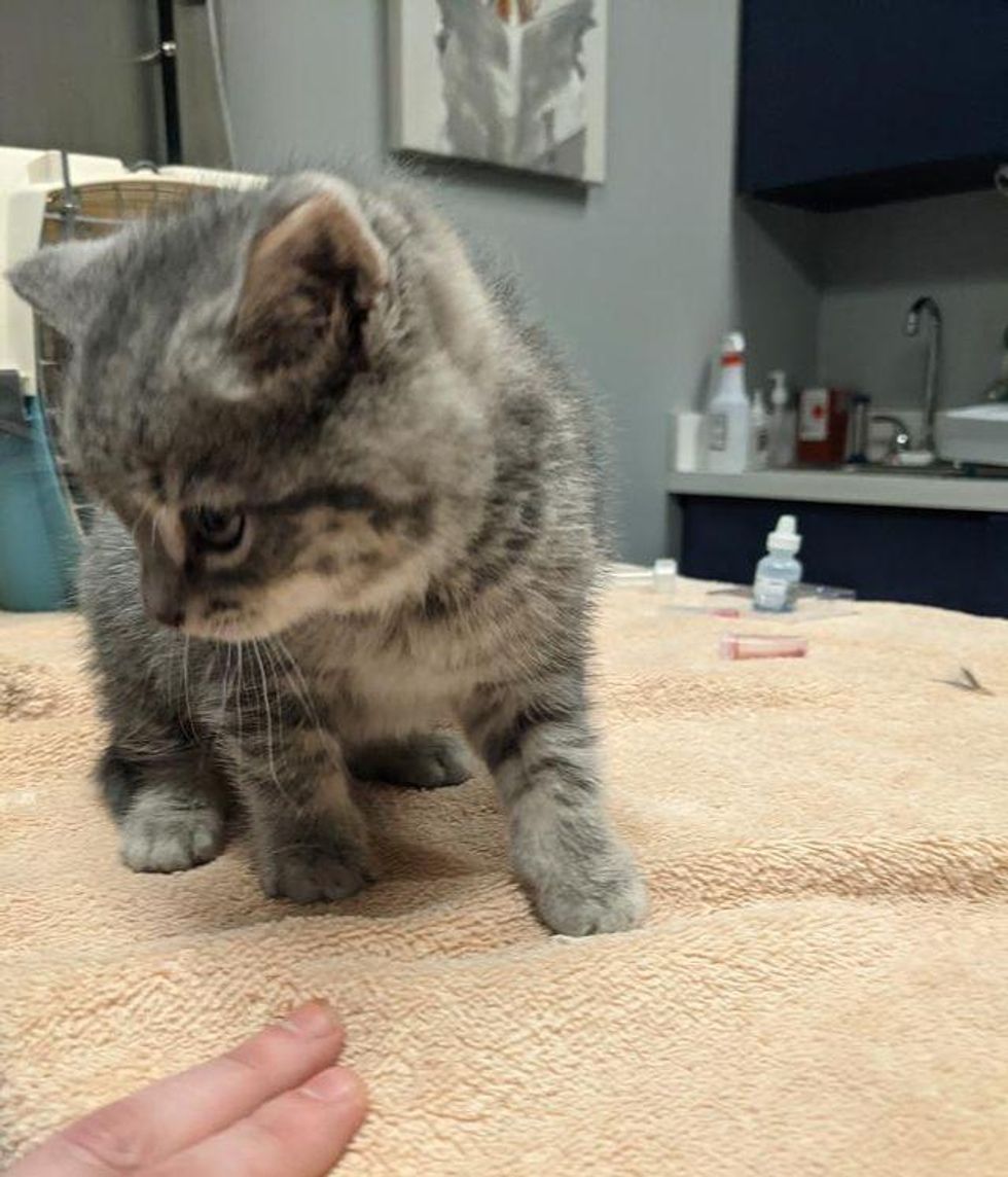 kitten at the vet