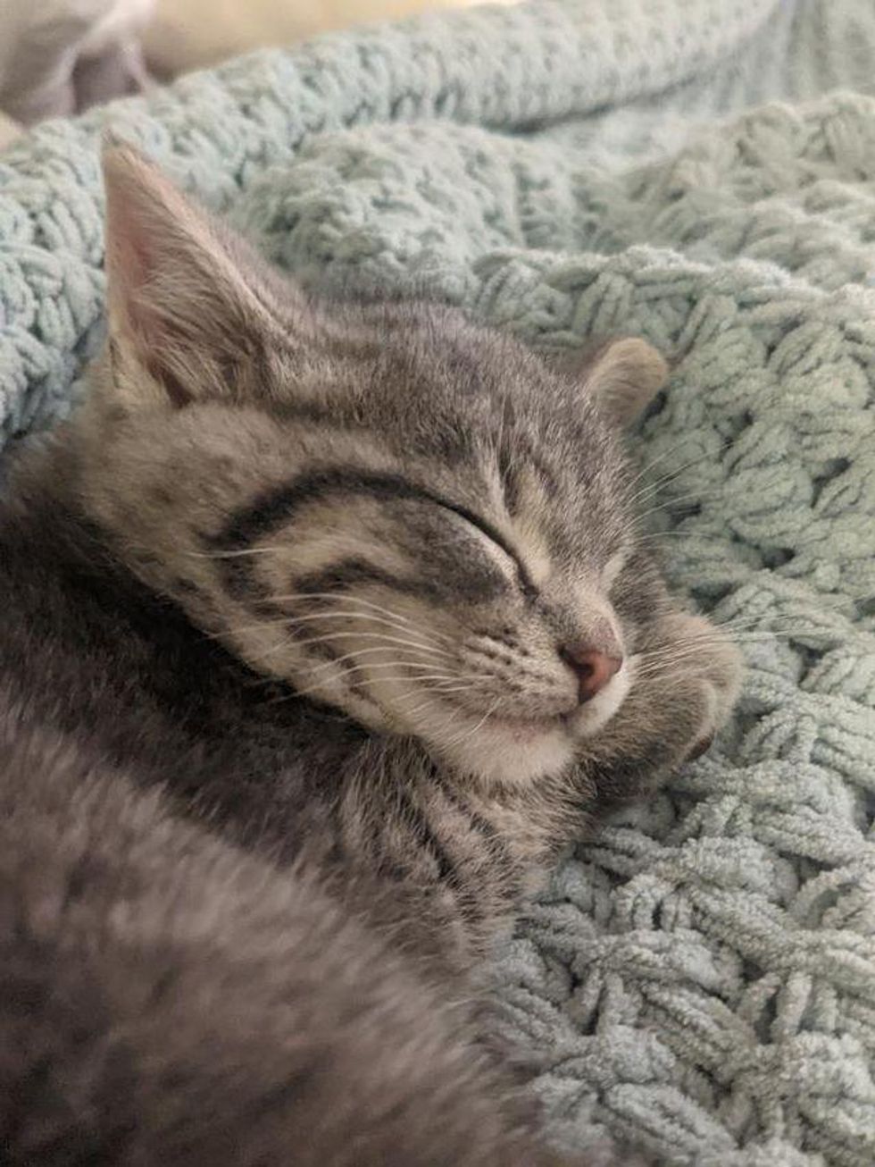 sleepy kitten