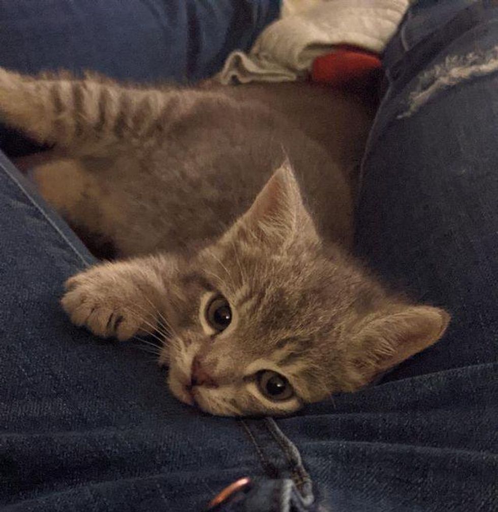 lap kitten