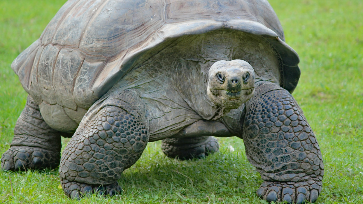 People Debate The Animal They Want To Be Reincarnated As