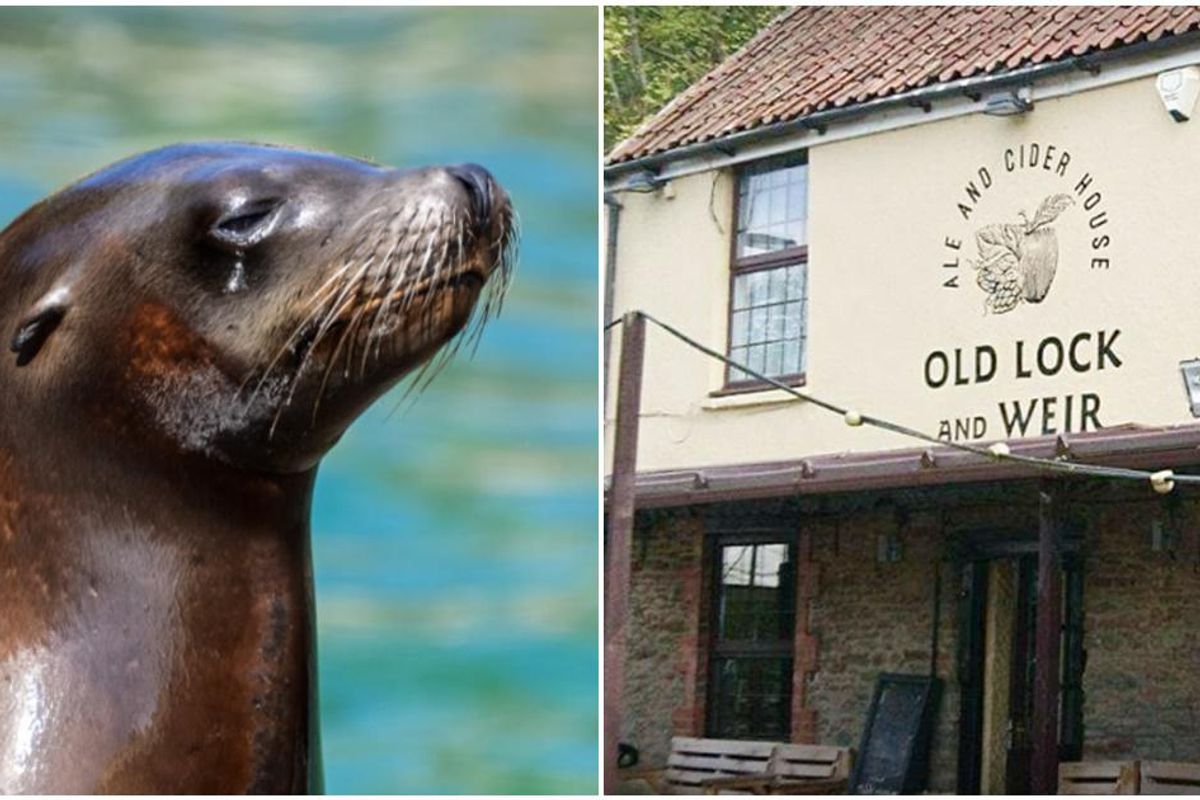 seal at pub, scottish seal, old lock and weir