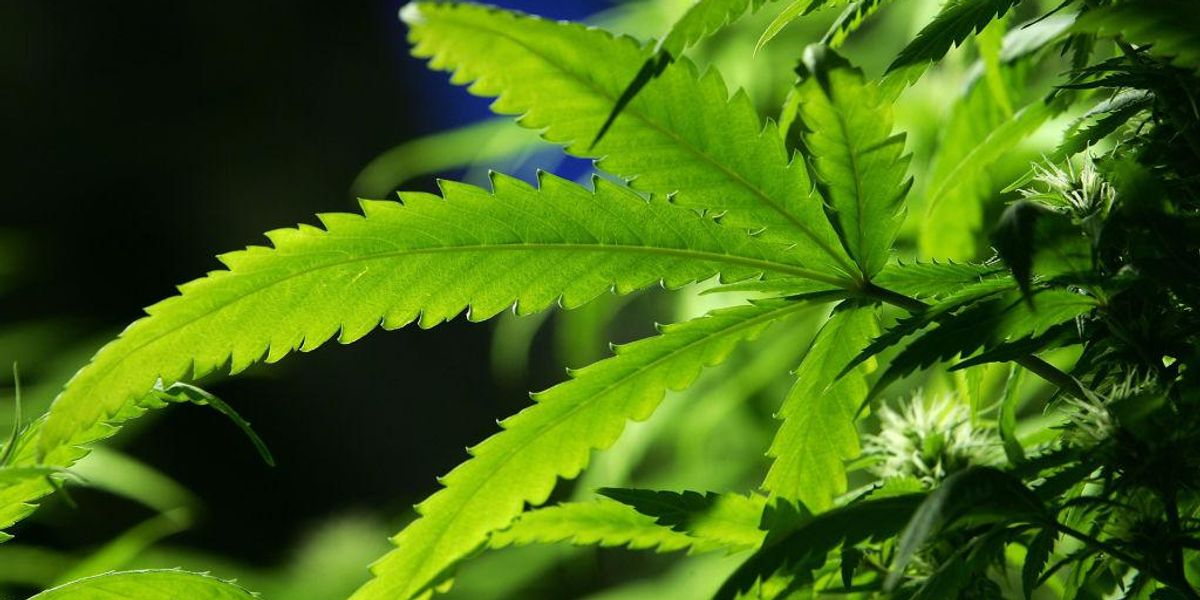 Study finds compounds in hemp may prevent COVID virus from infecting people