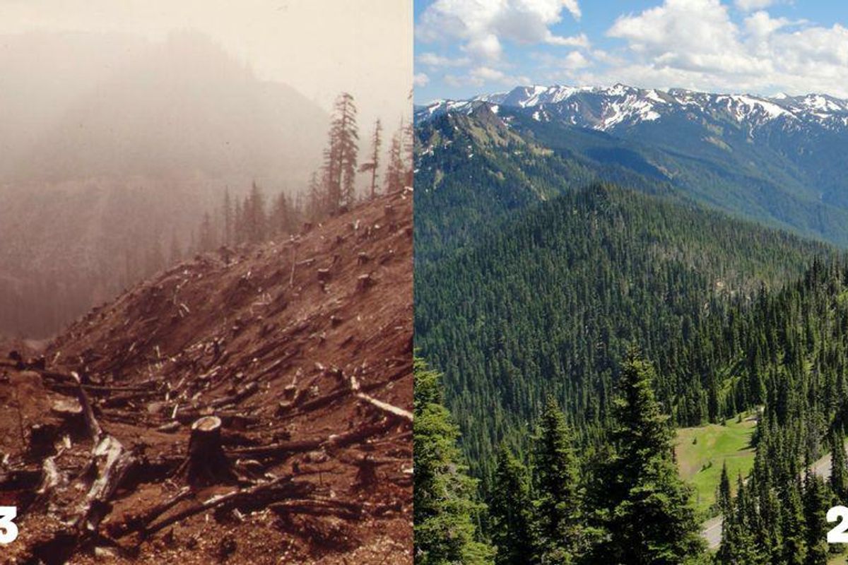 32 years separate this before and after of a beautiful Washington forest. Take a look.