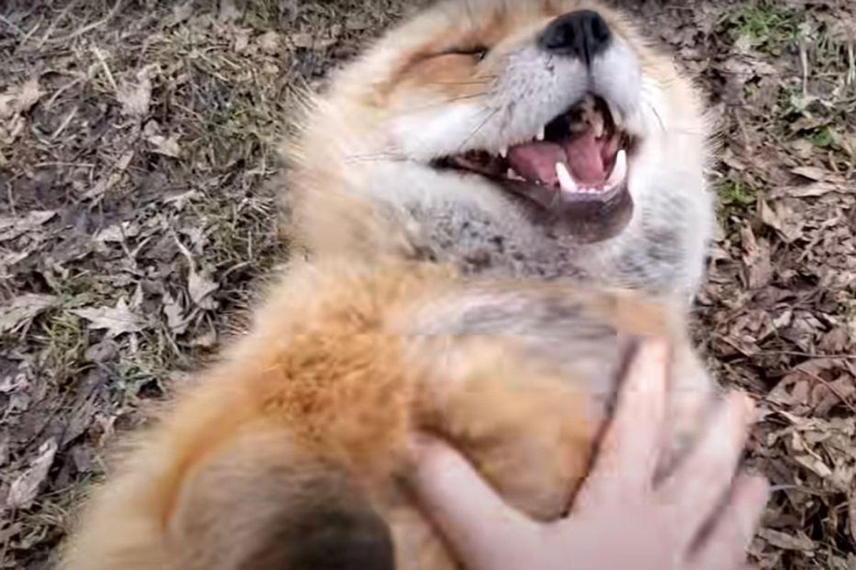fox, laughter