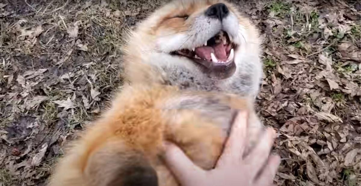 fox, laughter
