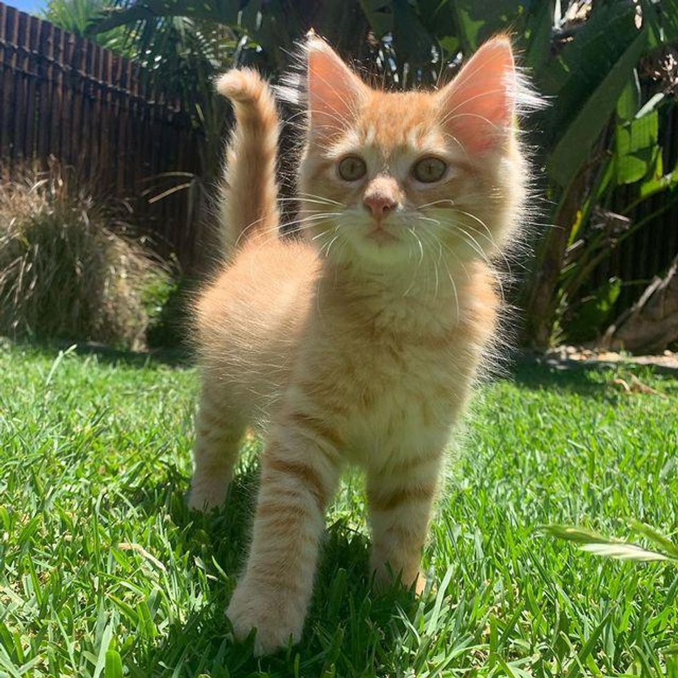 orange tabby kitten