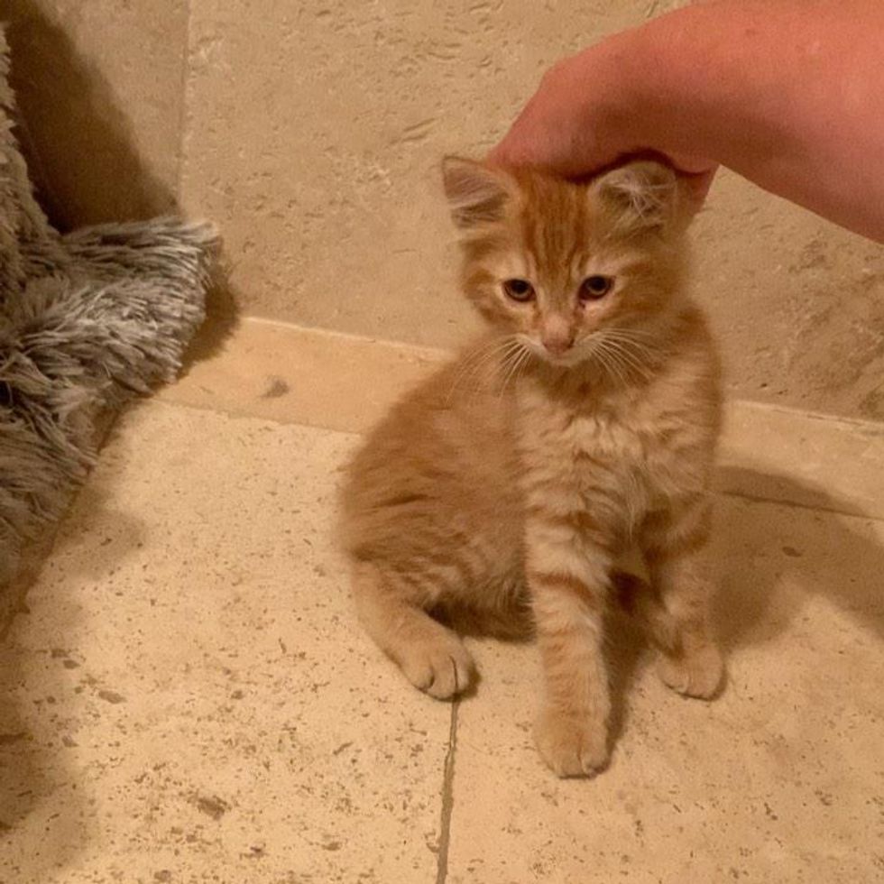 Petting kittens