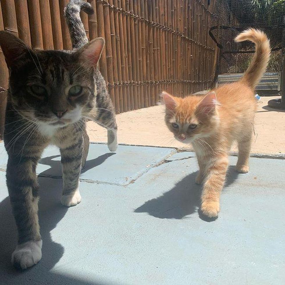 Cat and kitten mate